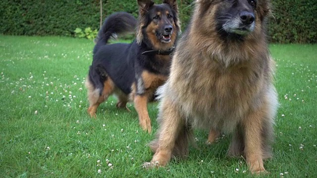 两位漂亮的狗。德国牧羊犬专注于某样东西。视频素材