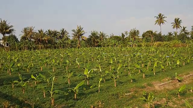 香蕉树种植园。视频下载