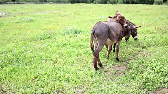 一群驴或驴在绿色的草地上吃草，草地上有栅栏和木桩视频下载