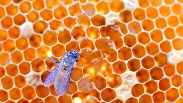 蜜蜂在honeycells视频素材