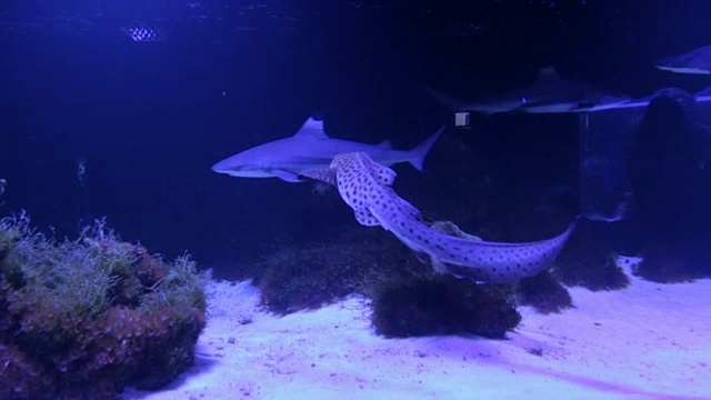 水族馆里的虎鲨视频下载
