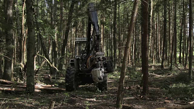 森林采伐设备用于采伐森林中的松材木材视频素材