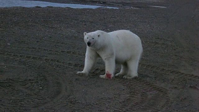 北极熊视频下载