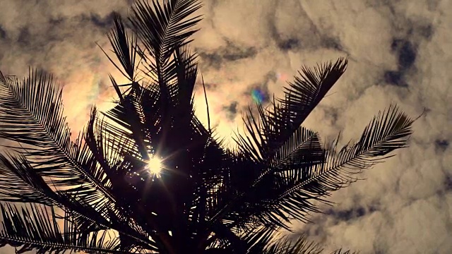 太阳耀斑通过椰子树，高兰塔，泰国视频素材