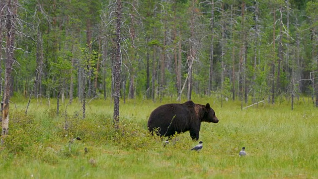 大棕熊在美丽的大自然中自由行走视频素材