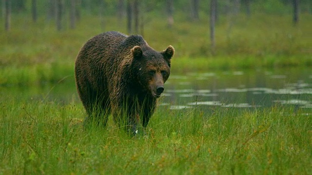 大型成年棕熊夜间在森林中自由行走的特写视频素材