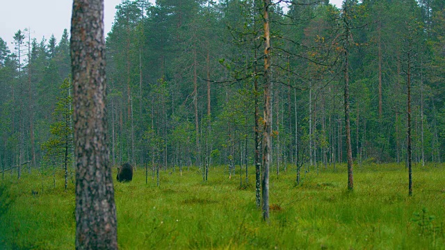 野生成年棕熊在雨中行走在森林里视频素材