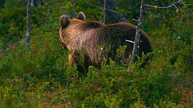 年轻和顽皮的棕熊幼崽在沼泽自由奔跑视频素材