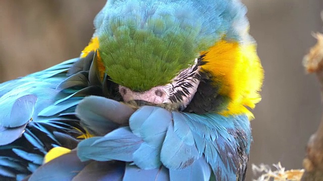 金刚鹦鹉蓝色黄金鹦鹉4K视频素材
