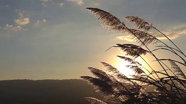 慢镜头山草花在日落的风视频素材