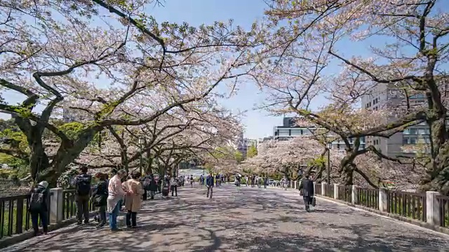人们在东京庆祝樱花盛开视频素材