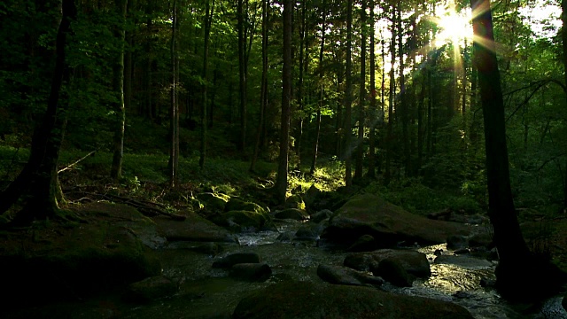小溪在阳光春天森林Cinemagraph视频素材