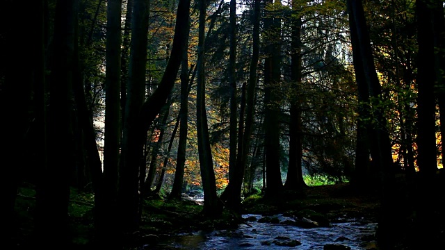 小溪在秋天森林Cinemagraph视频素材