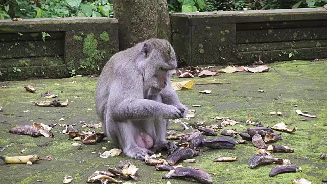 食蟹猕猴，猕猴，也被称为长尾猕猴，桑吉猴森林巴厘岛视频素材