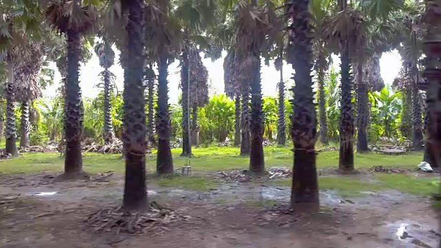 飞过有机糖棕榈树农场，鸟瞰图视频素材