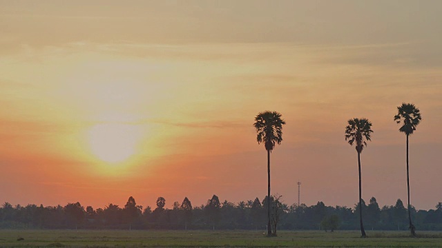 七彩红日盘时光流逝在稻田里种着糖棕榈树。泰国农村。视频下载