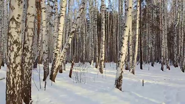 冬天的白桦林视频素材