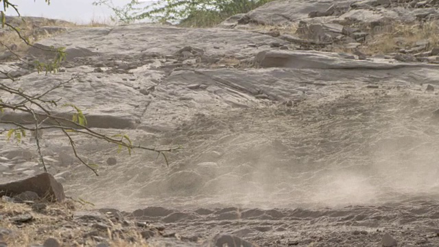 灰叶猴(Semnopithecus dussumieri)奔跑和旋转，焦特布尔，印度视频素材