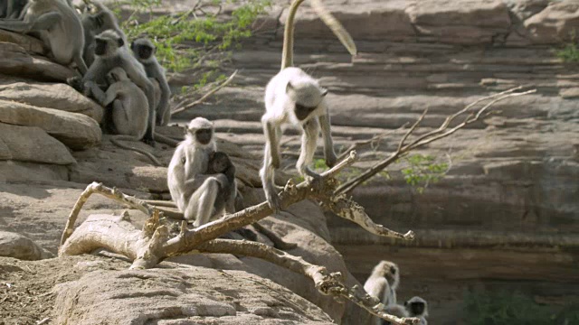 印度焦特布尔，灰叶猴(Semnopithecus dussumieri)在树枝上跳、跳、跳视频素材