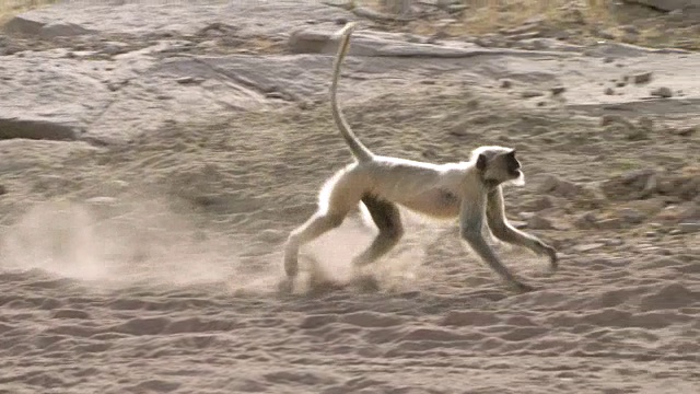 印度焦特布尔，灰叶猴(Semnopithecus dussumieri)跳跃和玩耍视频素材