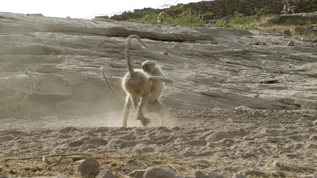 印度焦特布尔，灰叶猴(Semnopithecus dussumieri)跳跃和玩耍视频素材