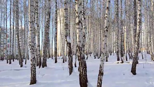冬天的白桦林视频素材