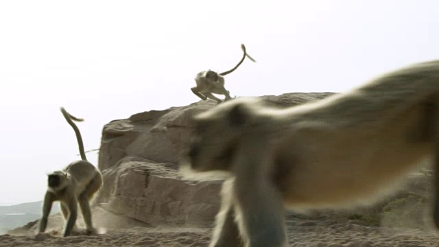 印度焦特布尔，灰叶猴(Semnopithecus dussumieri)在岩石上奔跑跳跃视频素材