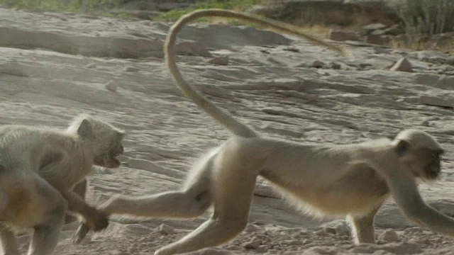 猴子在沙滩上奔跑的侧视图视频素材