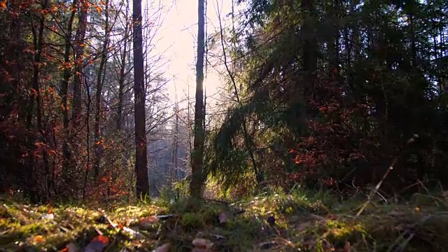 奥图姆森林视频素材