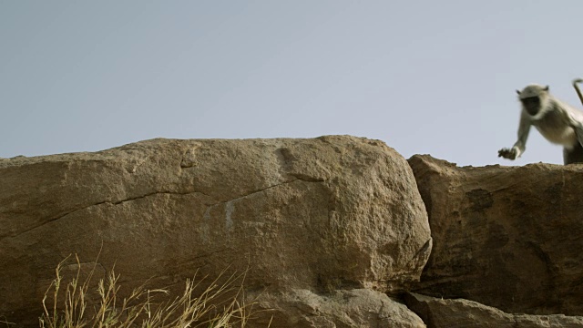 印度焦特布尔，灰叶猴(Semnopithecus dussumieri)在岩石露头上奔跑视频素材