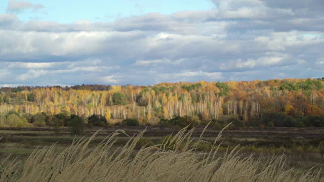 秋天的乡村景观田野上的背景是秋天的森林。黄色的草在风中摇摆。五颜六色的树叶的树。成熟的秋天。秋天的森林里，树叶飘落。保护环境，保护森林资源，保护地球生态。气候变暖视频素材