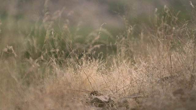 印度焦特布尔，灰叶猴(Semnopithecus dussumieri)在草地上奔跑视频素材
