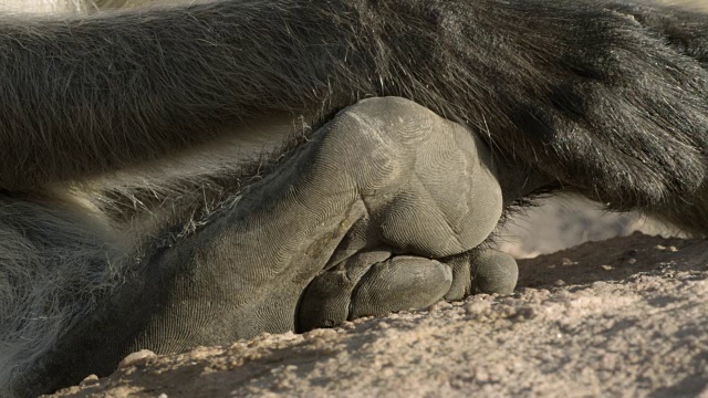 印度焦特布尔的灰叶猴(Semnopithecus dussumieri)有纹理，有垫的脚视频下载