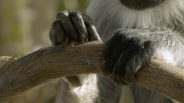 印度焦特布尔，灰叶猴(Semnopithecus dussumieri)为另一只猴子梳理尾巴视频下载