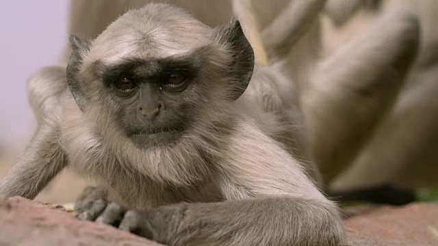 印度焦特布尔，年轻的灰叶猴(Semnopithecus dussumieri)朝相机里看了看，然后跑开了视频素材