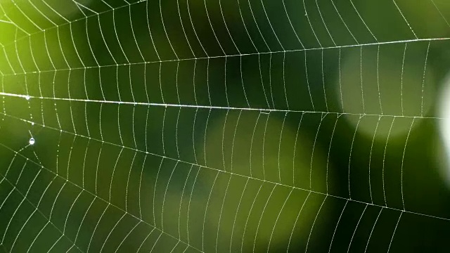 蜘蛛网，莱茵兰-普法尔茨，德国，欧洲视频素材