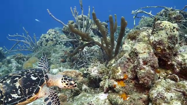 在库拉索岛附近加勒比海的珊瑚礁上的玳瑁海龟视频下载