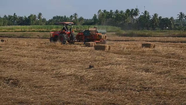 农民在收获后用稻草制作饲料视频下载