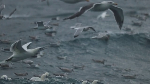 北方塘鹅:疯狂进食行为视频素材