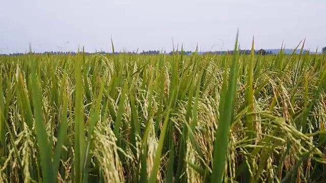 泰国的稻田视频下载