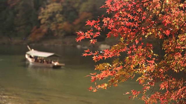 关注岚山的秋叶林和桂河的船视频素材