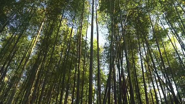 在日本京都的岚山竹林低角度观看视频素材