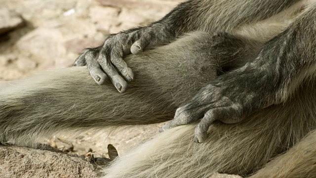 印度焦特布尔，灰叶猴(Semnopithecus dussumieri)把手放在大腿上视频下载