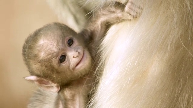 印度焦特布尔，小灰叶猴(Semnopithecus dussumieri)依附于成年灰叶猴视频下载