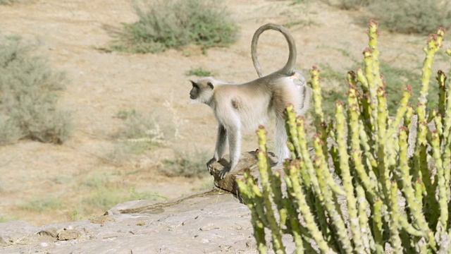 印度焦特布尔，雄性灰叶猴(Semnopithecus dussumieri)呼唤、奔跑和跳跃视频素材