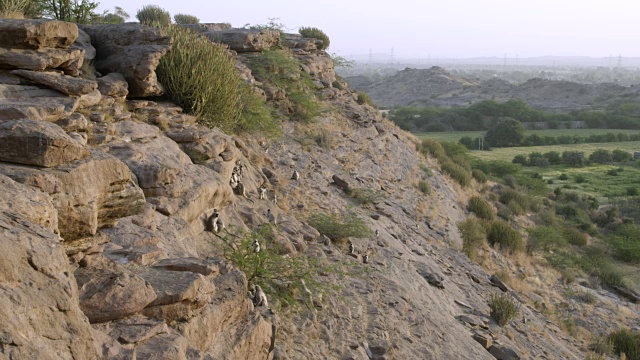 印度焦特布尔，灰叶猴(Semnopithecus dussumieri)的队伍爬上岩面视频素材