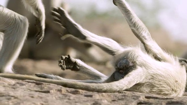 印度焦特布尔，小灰叶猴(Semnopithecus dussumieri)在玩耍视频素材