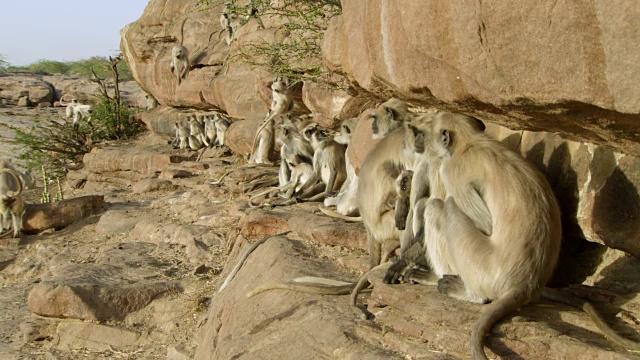 灰叶猴(Semnopithecus dussumieri)在印度焦特布尔的岩面上休息和玩耍视频素材