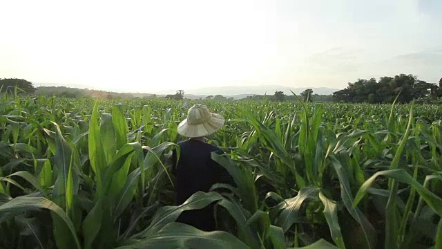 农业谷物玉米农场视频下载