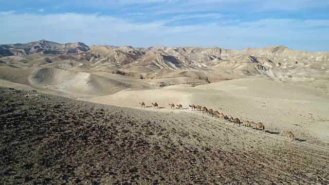 航空摄影-沙漠中的骆驼视频素材